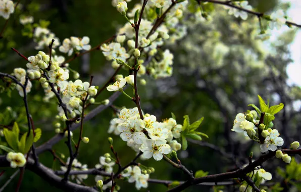 Leaves, flowers, branches, cherry, tree, spring, kidney