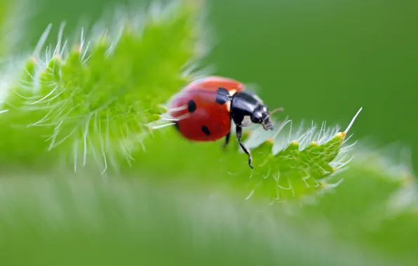 Summer, macro, insects, nature, ladybug, beauty, plants, petals