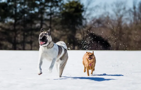 Snow, running, Dogs, snow, dogs, running