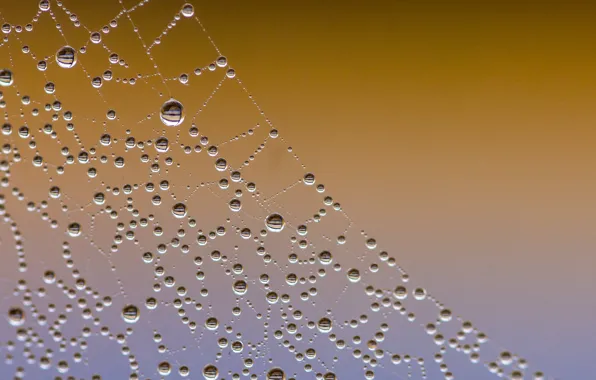 Drops, web, brown background, Fleur Walton