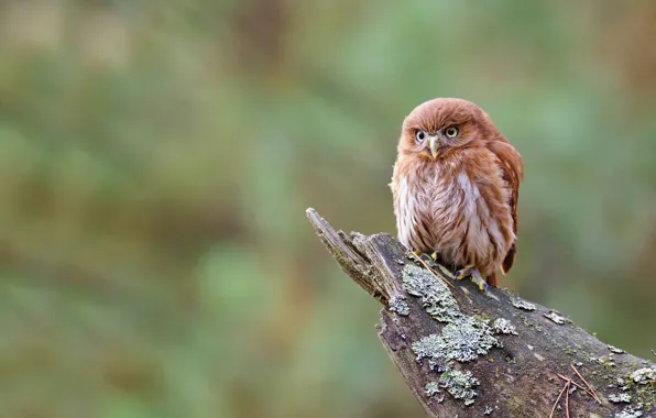 Look, green, background, owl, bird, moss, stump, bird