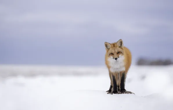 Winter, look, snow, pose, Fox, red, face