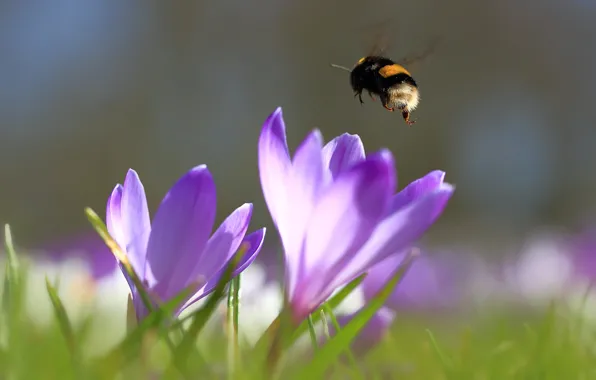 Grass, macro, light, flight, flowers, bee, blur, spring