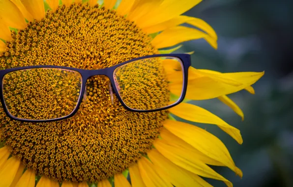Sunflower, petals, glasses