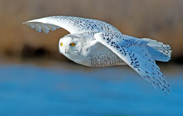 Flight, bird, wings, snowy owl