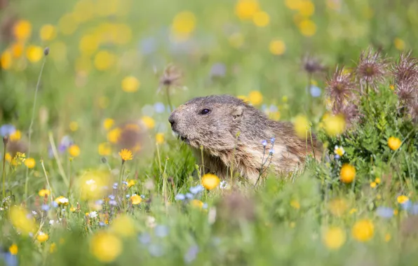 Field, flowers, glade, meadow, muzzle, gopher, bokeh