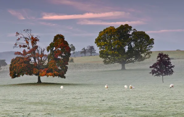 Picture frost, grass, trees, fog, sheep, pasture