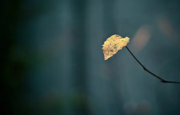 Picture autumn, macro, sheet, background, minimalism, branch
