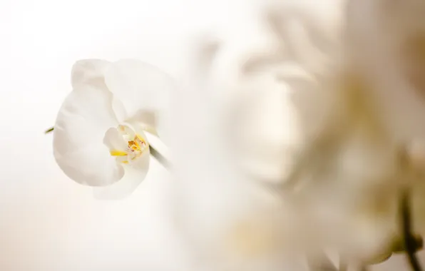 Flower, petals, white, Orchid