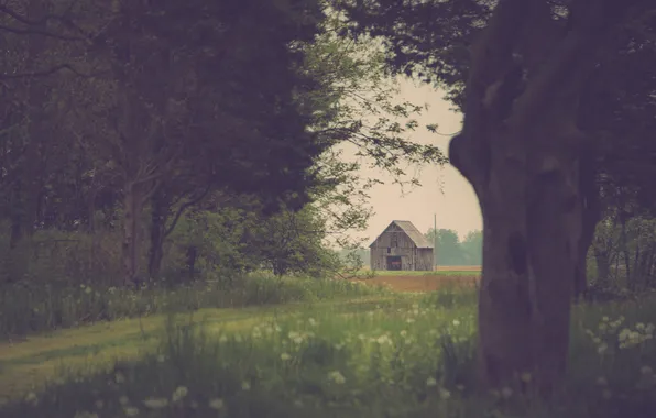 Picture field, grass, trees, flowers, the way, the barn, farm