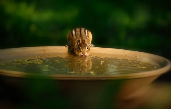 Pose, Chipmunk, bowl, drink, green background, lapping, basin, drinking water