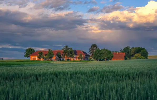 Greens, field, summer, the sky, clouds, light, trees, clouds