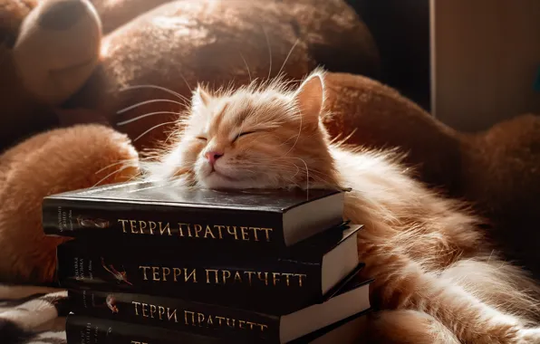 Cat, light, pose, kitty, toy, books, sleep, blanket
