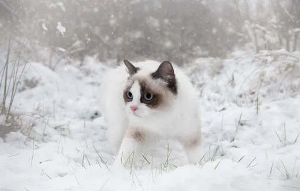 Winter, cat, grass, cat, look, snow, branches, nature