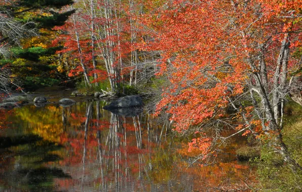 Picture autumn, forest, trees, lake, stones