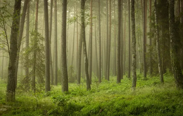 Greens, forest, trees, fog, thickets, trunks, pine, Bor