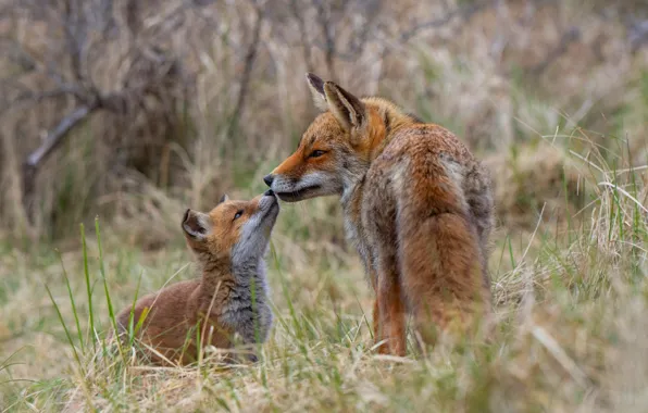 Grass, look, nature, pose, two, baby, Fox, pair