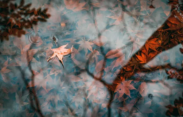 Autumn, leaves, puddle