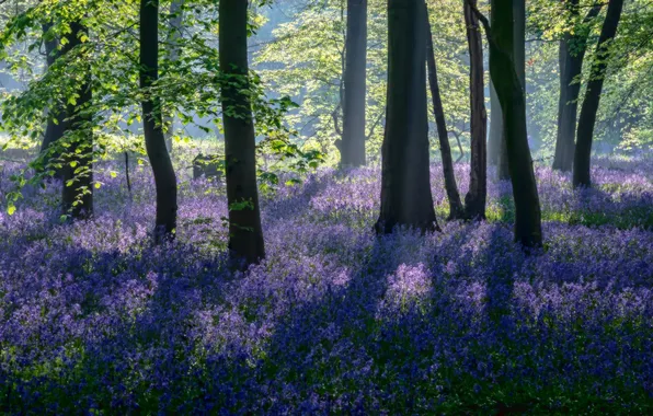 Greens, forest, light, trees, flowers, branches, nature, Park