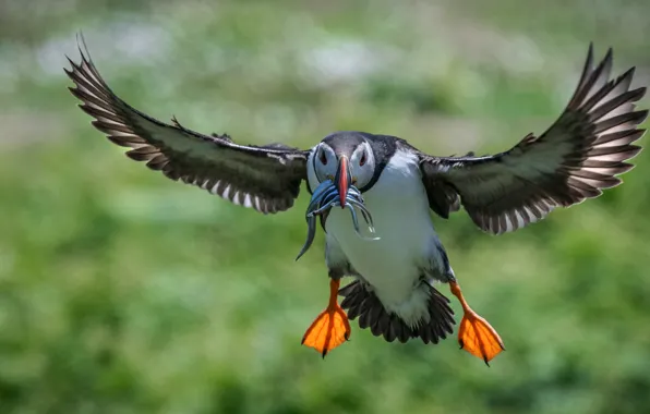 Flight, green, background, bird, wings, fish, feathers, stalled