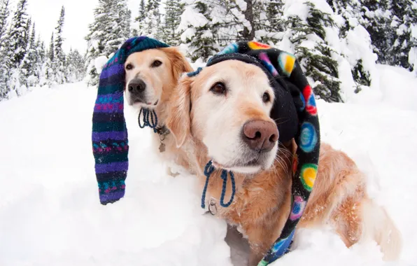 Picture winter, dogs, caps