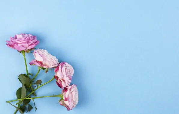Flowers, roses, pink, pink, flowers, beautiful, blue background, roses