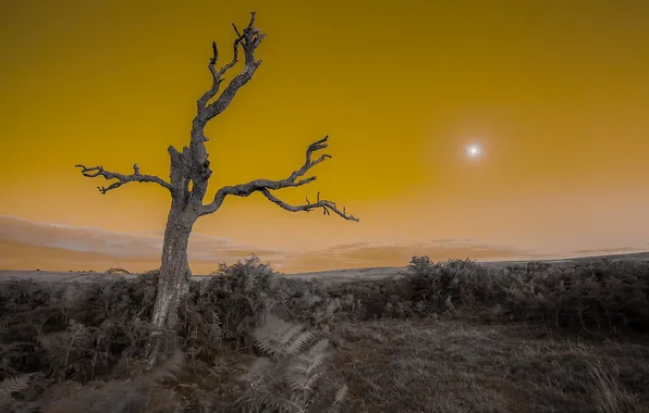 Picture the sky, grass, night, tree, hills, the moon