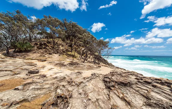 Picture trees, the ocean, coast, Australia, Australia, Queensland, North Stradbroke Island