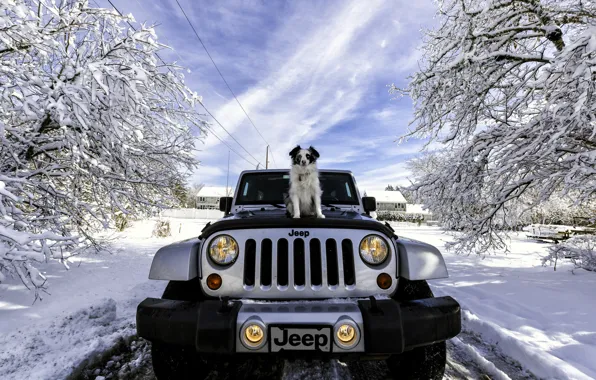 Winter, machine, snow, dog, Jeep, Jeep Wrangler