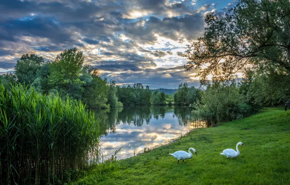 Greens, summer, the sky, grass, clouds, trees, river, the evening