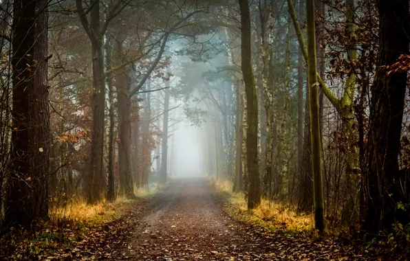Picture road, forest, nature
