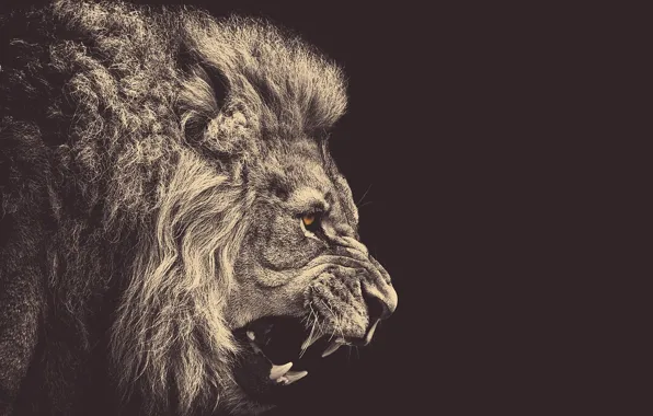 Picture animal, dark, minimalism, Leo