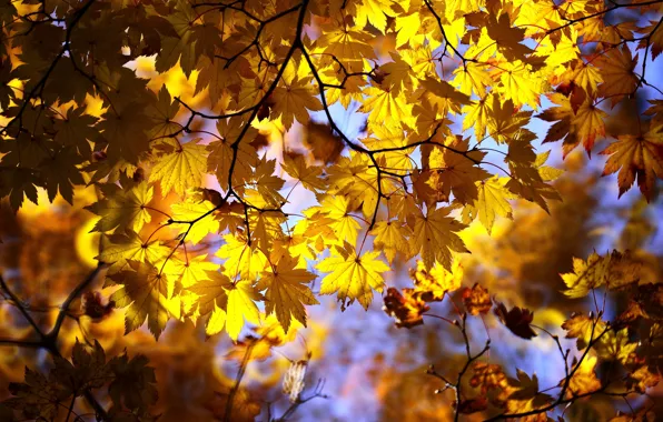 Autumn, leaves, light, branches, yellow, maple, autumn leaves