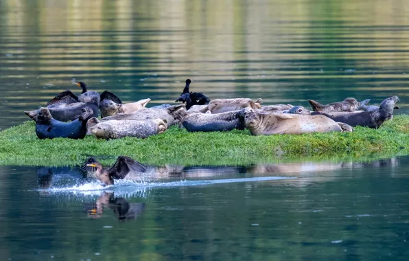 Shore, seal, pack, Navy seal, a lot, Navy seals, seals
