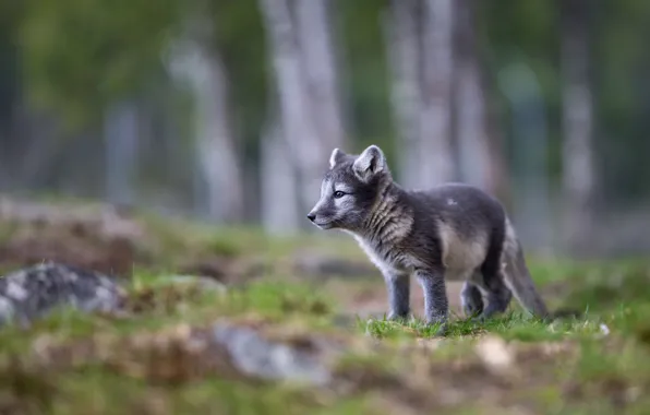 Picture forest, nature, grey, glade, profile, cub, Fox, bokeh