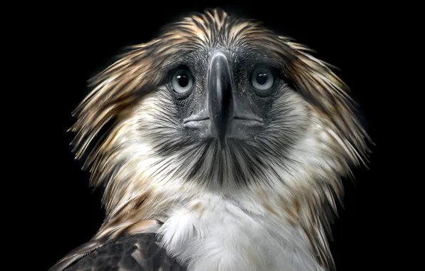 Background, bird, Philippine Eagle