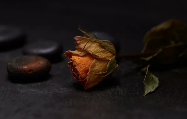 Flower, the dark background, stones, rose, orange, stem, Bud, lies