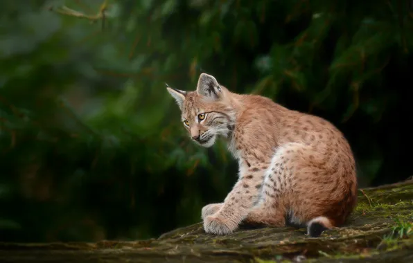 Picture forest, the dark background, log, lynx, sitting, needles, a small lynx