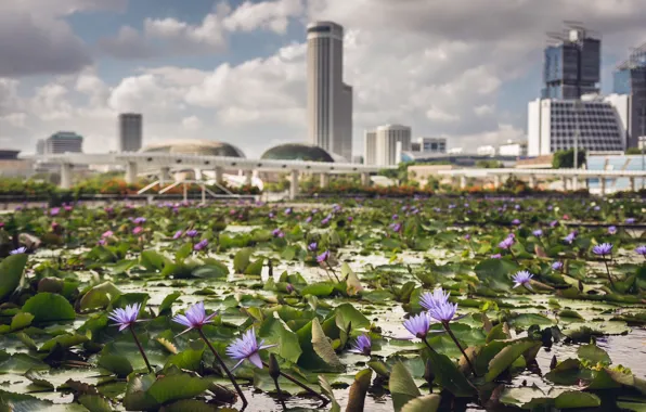 Picture City, Singapore, Bokeh, Waterlilies