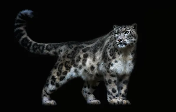 Picture look, pose, IRBIS, snow leopard, black background