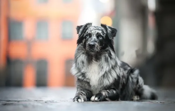 Each, street, dog