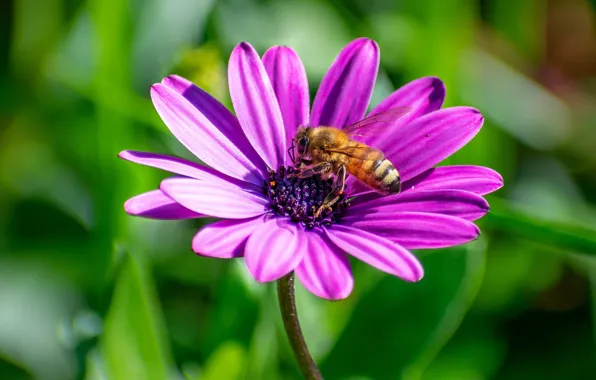 Greens, flower, summer, macro, light, bee, lilac, petals