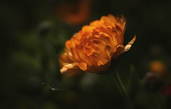 Flower, macro, light, orange, blur, petals, bokeh, calendula
