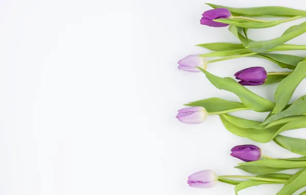 Flowers, purple, tulips, flowers, beautiful, tulips, spring, purple