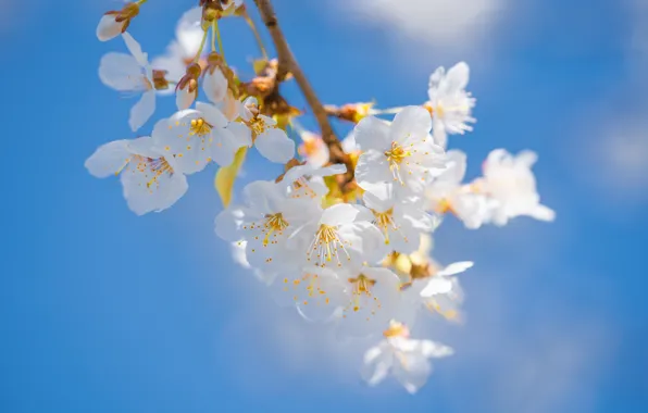 Light, flowers, cherry, branch, spring, Sakura, white, flowering
