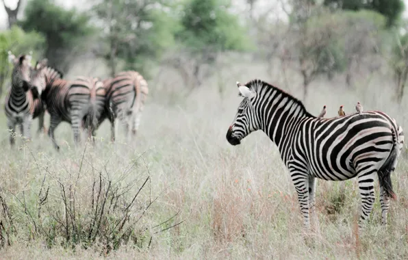 Animals, birds, nature, effect, Zebra