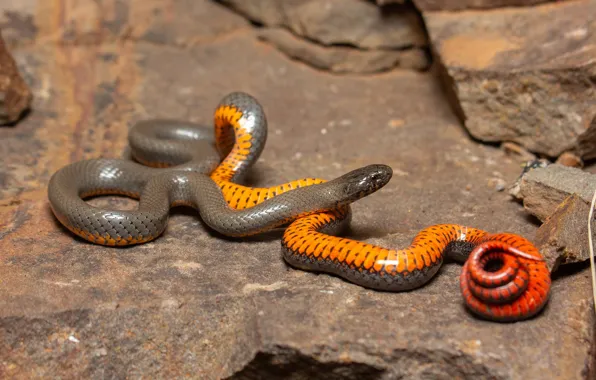 Picture background, snake, orange belly