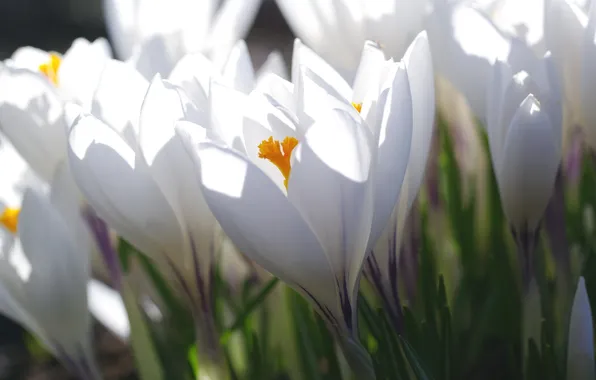 Picture white, macro, light, spring, Krokus