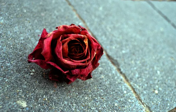 Macro, rose, rose, red flower