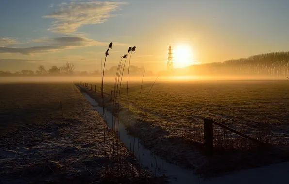 Field, sunset, Netherlands, Gelderland, Wageningen